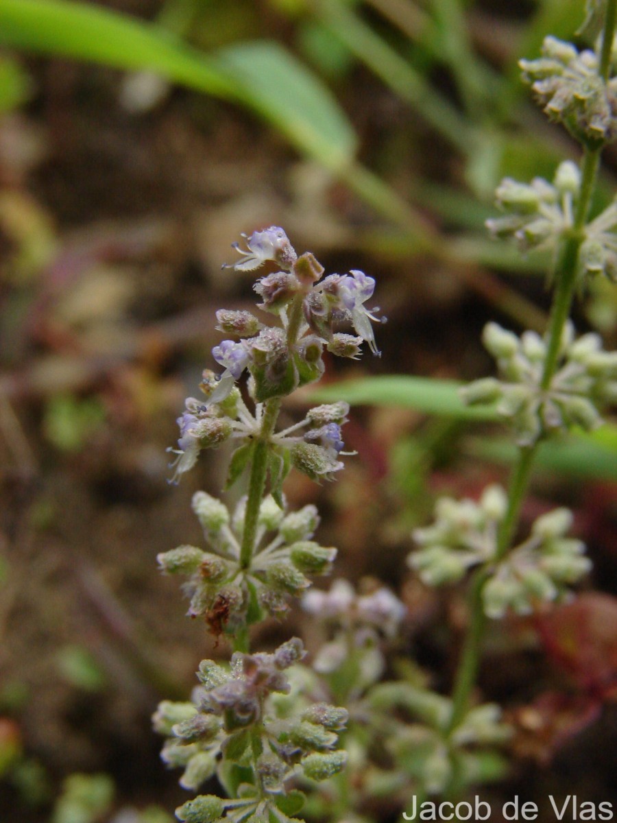 Platostoma menthoides (L.) A.J.Paton